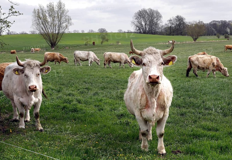 Free-range calves, cattle and cows from the Jahnsfeld organic farm in Brandenburg, they graze the surrounding grassland in spring and summer, they spend the winter in a playpen with an outlet, Müncheberg, Brandenburg, Germany