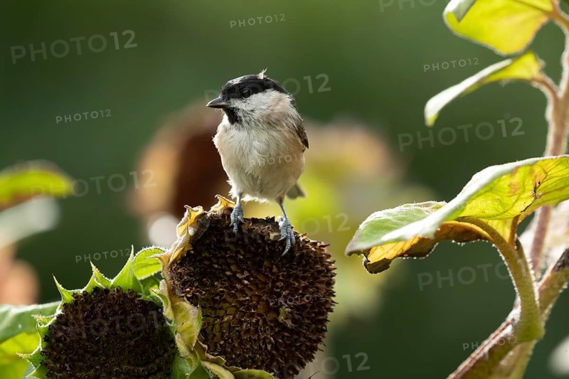 Marsh tit (Poecile palustris) adult bird on a garden sunflower plant seedhead in summer, England, United Kingdom