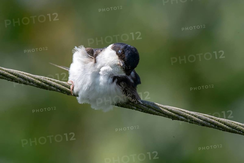 Defensive behavior, Delichon urbica, house martin, house martins, parasite defense, birds, passeri, songbirds, birds