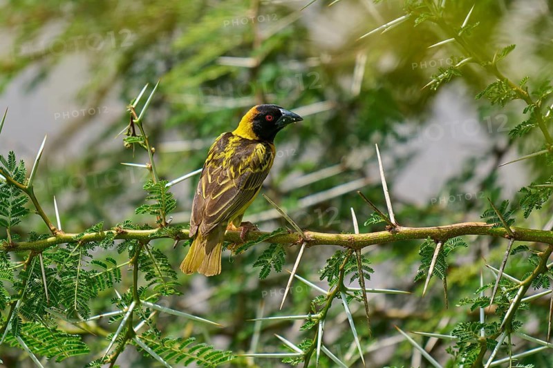 A bird with striking plumage perches on a thorny twig in its natural habitat: the Village Weaver, or Textor's Weaver (Ploceus cucullatus), Masai Mara National Reserve, Narok County, Kenya