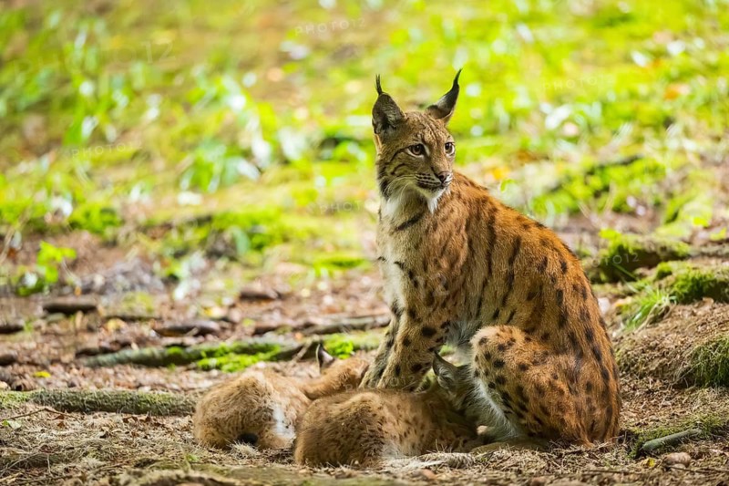 Eurasian lynx (Lynx lynx) mother with her youngsters (cubs) in a forest, Bavaria, Germany