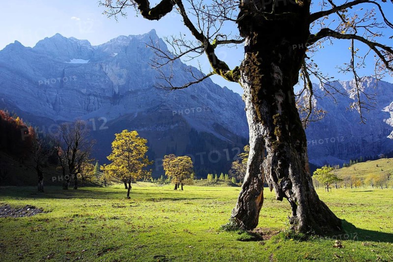 Tree, plant, larch, autumn in Karwendel, Austria