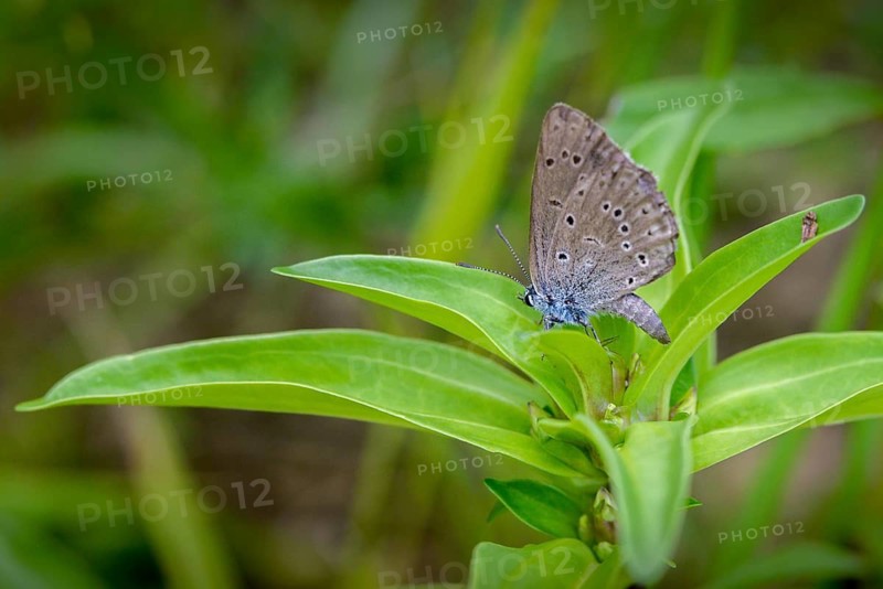 Glaucopsyche Alcon ssp. rebeli, glaucopsyche rebeli, cruciferous ant blue, maculinea rebeli, phengaris alcon ssp. rebeli, phengaris rebeli, butterfly, egg deposition, egg laying, female, insects, butterfly, butterflies, butterflies, butterflies, butterflies, butterflies, female
