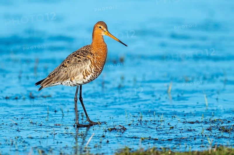 Black-tailed Godwit (Limosa limosa) in a wet meadow, Oldenburg Münsterland, Huede, Lower Saxony, Germany