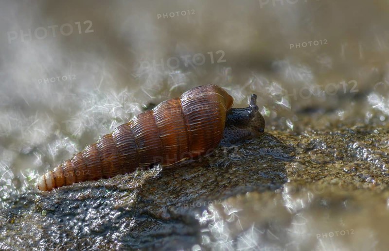 Bulbous sphincous snail, macrogastra ventricosa, sphincous snail, gastropod, mollusca, snails, molluscs