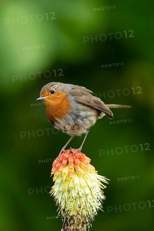 European robin (Erithacus rubecula) adult garden bird on a red hot poker flower in summer, England, United Kingdom