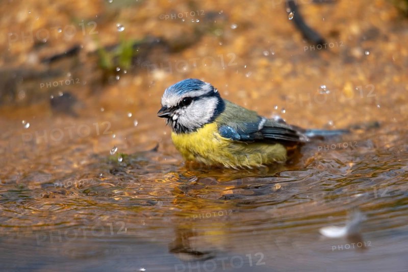Blue tit, parus caeruleus, bath, bathe, bird bath, birds, tits, passeri, songbirds, tits, drinking water, birdbath, birds, watering place