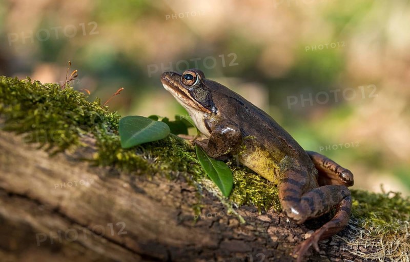 Agile frog, rana dalmatina, jumping frog, amphibians, amphibians, frog, frogs, amphibians