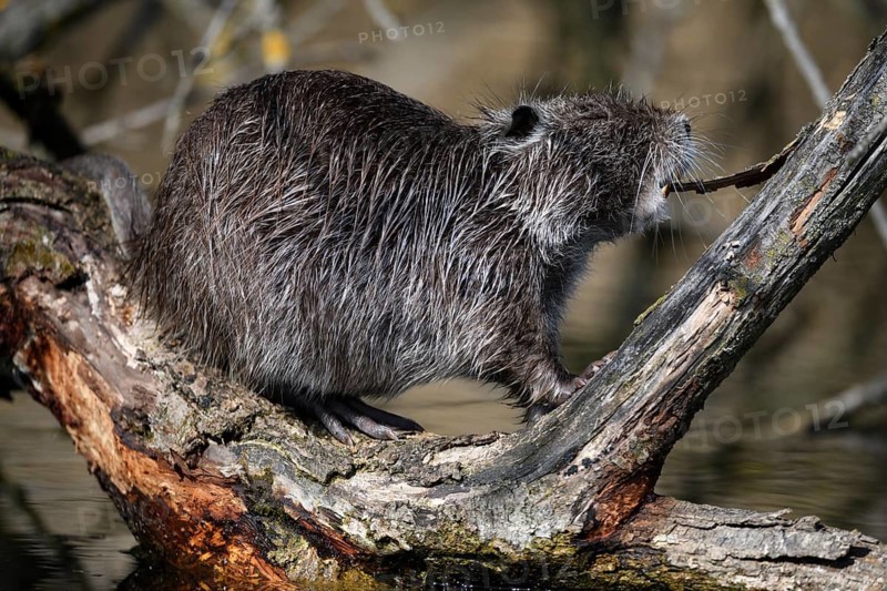 Animals, Mammals, A nutria is gnawing away at the bark of a branch (Myocastor copius)