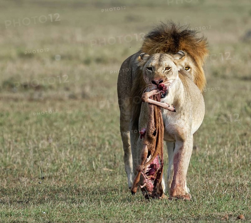 A lioness and a lion (Panthera leo) with the remains of their prey, Maasai Mara Game Reserve, Kenya