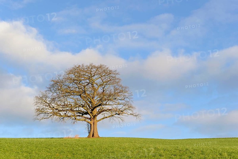 Oak (Quercus), a bare, gnarled solitary tree in the morning light, a blue, cloudy sky, North Rhine-Westphalia, Germany