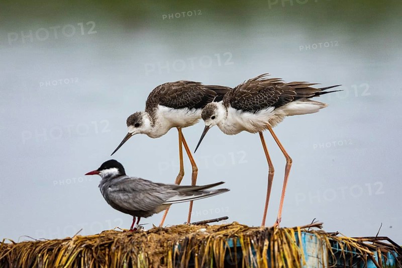 Black-winged Stilt (Himantopus himantopus) Hungary