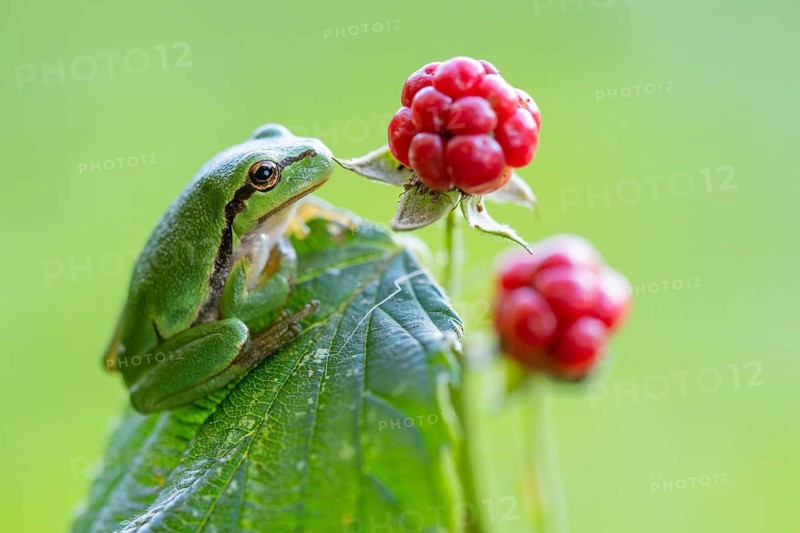 A tree frog (Hyla arborea) perched in a sunny spot, Ahlhorn, Lower Saxony, Germany