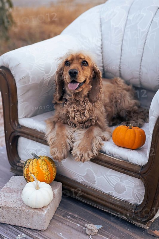 A cheerful dog perches on a vintage couch, holding a bag in its mouth. The setting features an urban background with sparse vegetation and buildings in the distance, suggesting a blend of nature and city life. The dog's playful demeanor and the unusual seating create an engaging moment in this outdoor environment