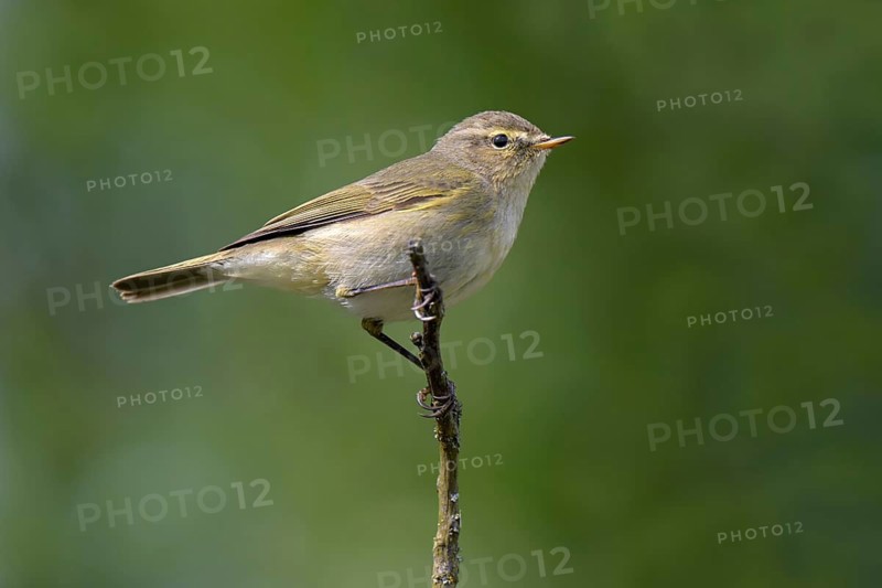 Chiffchaff (Phylloscopus collybita), Littlewood Ranch, Limbach, Burgenland, Austria