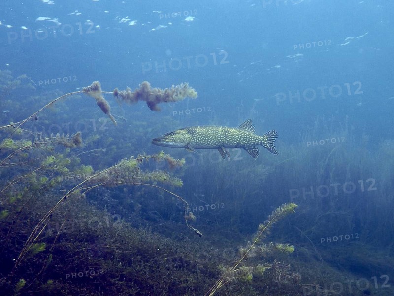 A pike (Esox lucius) swims calmly underwater, surrounded by plants in the blue water, at the Parkhaus Post dive site, Überlingen, Lake Constance, Germany