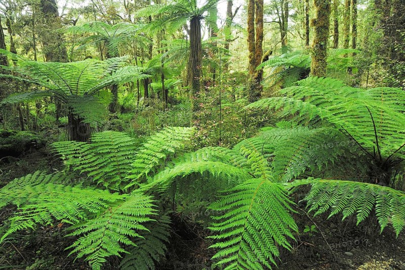 Fern, fern leaves, rainforest, Oparara River, Oparara Basin, Kahurangi National Park, Nelson Region, South Island New Zealand