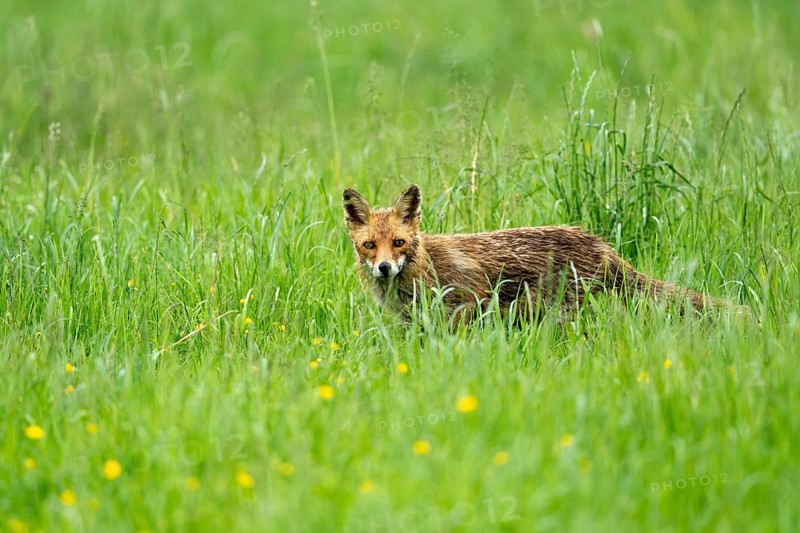 Red fox (Vulpes vulpes), Vulkaneifel, Rhineland-Palatinate, Germany