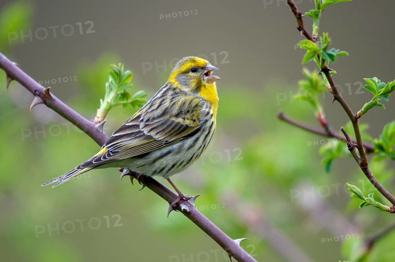 European Serin, serine, serinus serinus, birds, song, male, passeri, singing, songbirds, birds