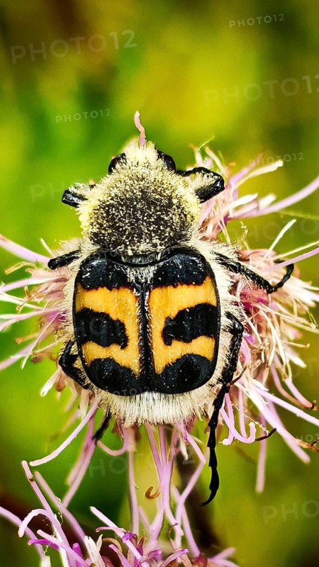 Close-up of a beetle covered in pollen, the bee beetle (Trichius fasciatus), on a pink flower with yellow and black patterns, Steinbach am Wald, Rennsteig, Frankenwald nature park Park, Upper Franconia