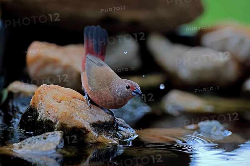 Dark Amaranth (Lagonosticta rubricata), African firefinch, Dark Red Astrid, adult, female, alert, by the water, Kruger National Park, South Africa