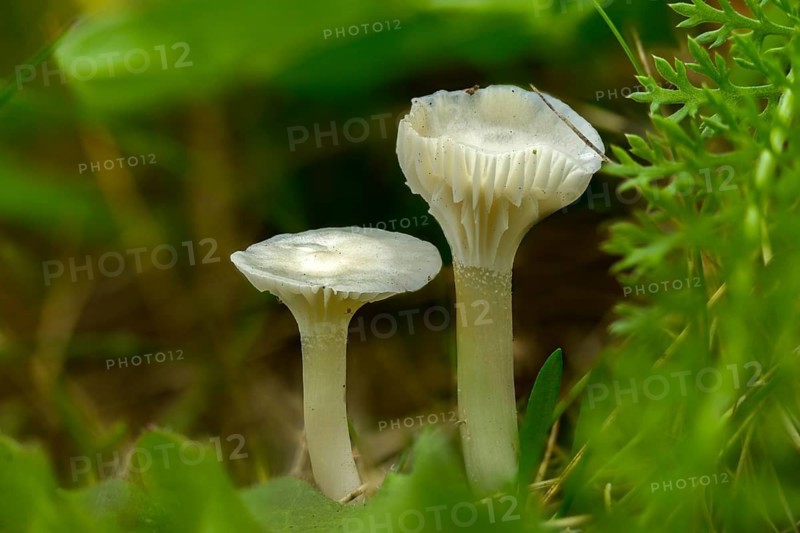 Camarophyllus virgineus, cuphophyllus virgineus, ellerling, glassy white ellerling, hygrocybe nivea, hygrocybe virginea, maiden cellling, snow-white ellerling, white sapling, white meadow celery, fungi, mushrooms, snowy waxcap
