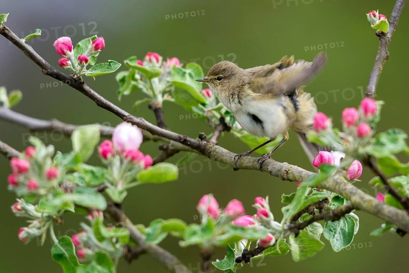Chiffchaff, fruit tree blossoms, phylloscopus collybita, zilpzalp, birds, spring, passeri, songbirds, jump, birds