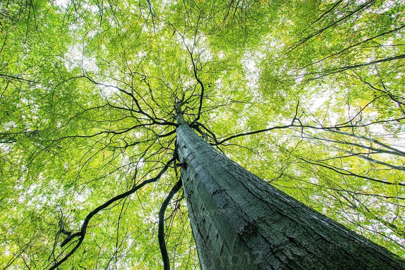 Beech forest in the Heilige Hallen nature reserve in Mecklenburg-Vorpommern, Lüttenhagen, Feldberger Seenlandschaft, Mecklenburg-Western Pomerania, Germany
