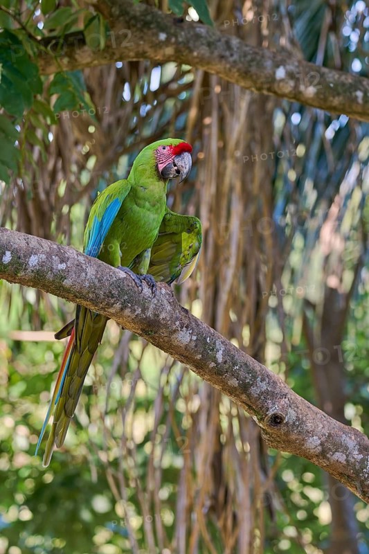 Great green macaw (Ara ambiguus) Costa Rica