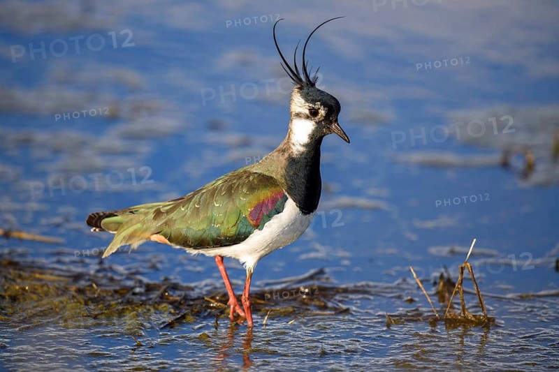 Animals, birds, male lapwing standing in a marsh (Vanellus vanellus), Bavaria, Bavaria, Federal Republic of Germany