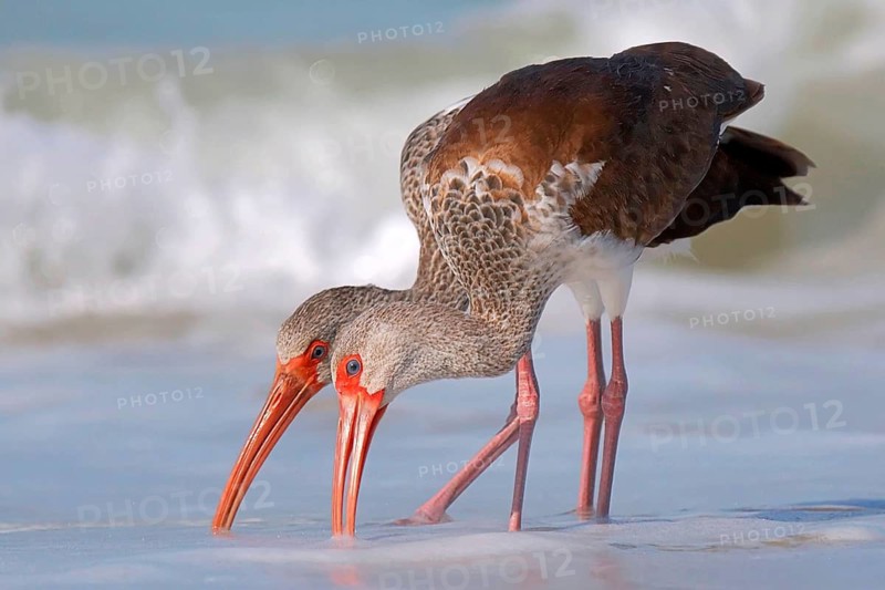 Animals Birds Brown Sickle, Couple, Plegadia falcinellus, Glossy Ibis, Florida, United States
