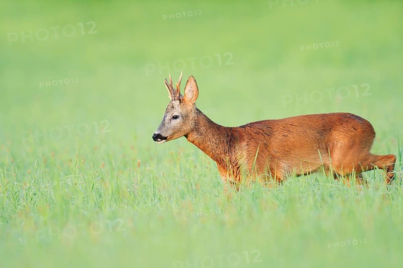European roe deer (Capreolus capreolus), a roebuck standing in a meadow, North Rhine-Westphalia, Germany