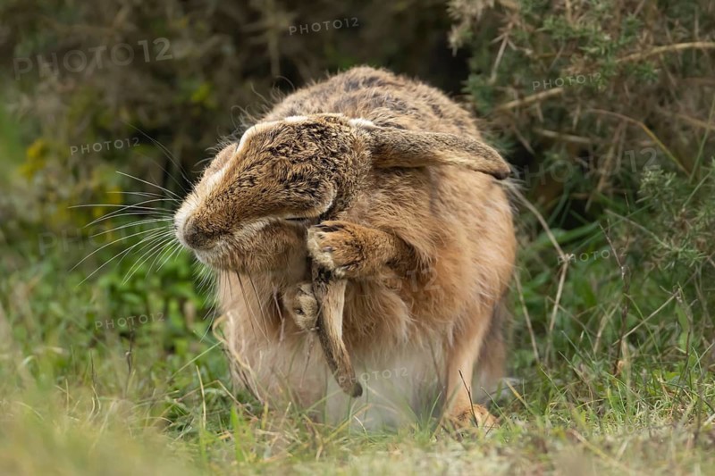 European brown hare (Lepus europaeus) adult animal washing its ear in grassland, England, United Kingdom