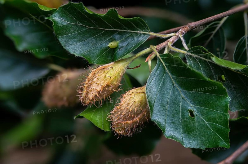 Beech plants, Fagaceae, Fagus sylvatica, European beech, tree, beech, beech, trees, common beech, European beech, flora, plants, tree