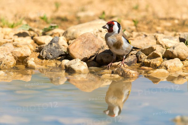 Carduelis Carduelis, Goldfinch, Goldfinch, Goldfinch, Bath, Bird Bath, Birds, Mirror, Passeri, Songbirds, Reflection, Potion, Birdbath, Birds, Watering Place