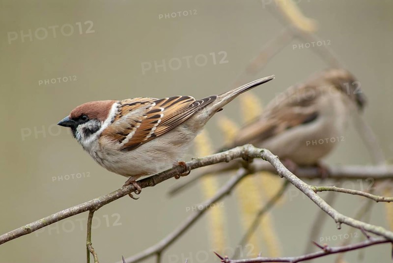 Tree Sparrow, Passer Montanus, Sparrow, Tree Sparrow, Birds, Passeri, Songbirds, Sparrow, Sparrow, Sparrow, Sparrow, Sparrow, Birds