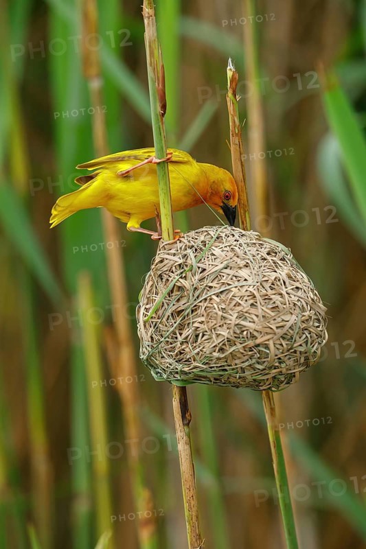 A gold weaver building a nest, iSimangaliso Wetland Park, St Lucia, KwaZulu-Natal, South Africa