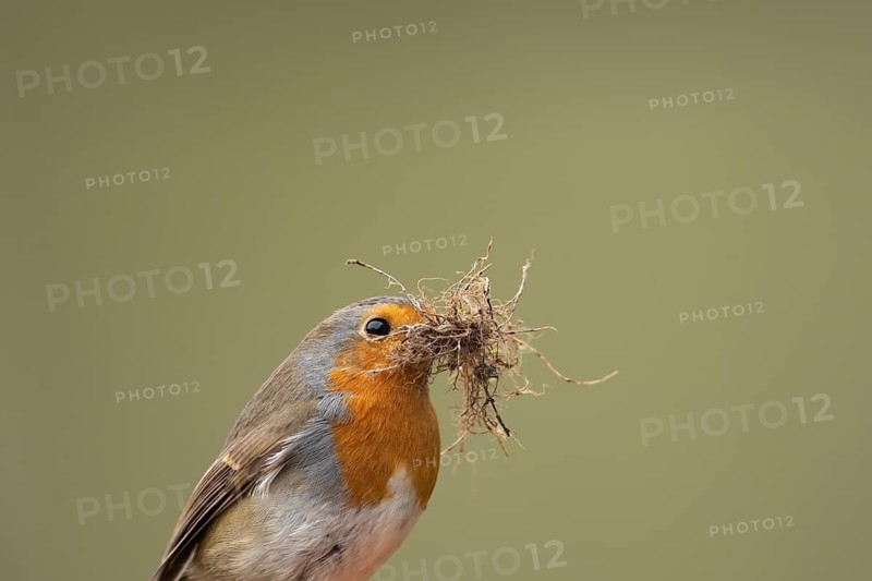European robin (Erithacus rubecula) adult garden bird with nest material in its beak in spring, England, United Kingdom