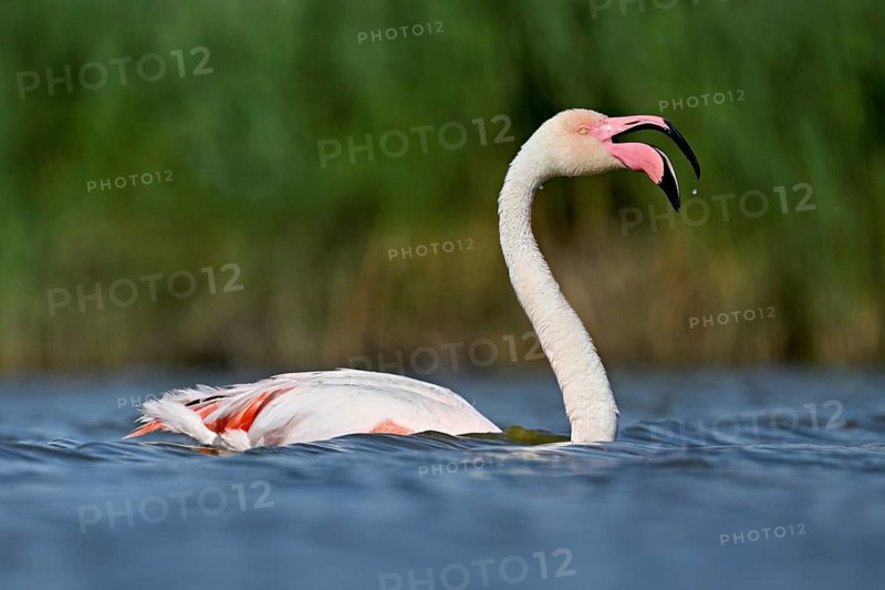 A greater flamingo (Phoenicopterus roseus) swimming in a pond, Camargue Regional Nature Park, southern France