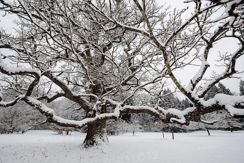 Tree, plant, landscape, snow, seasons, snow-covered oak in winter, pedunculate oak, Forstenrieder Park, Bavaria, Germany