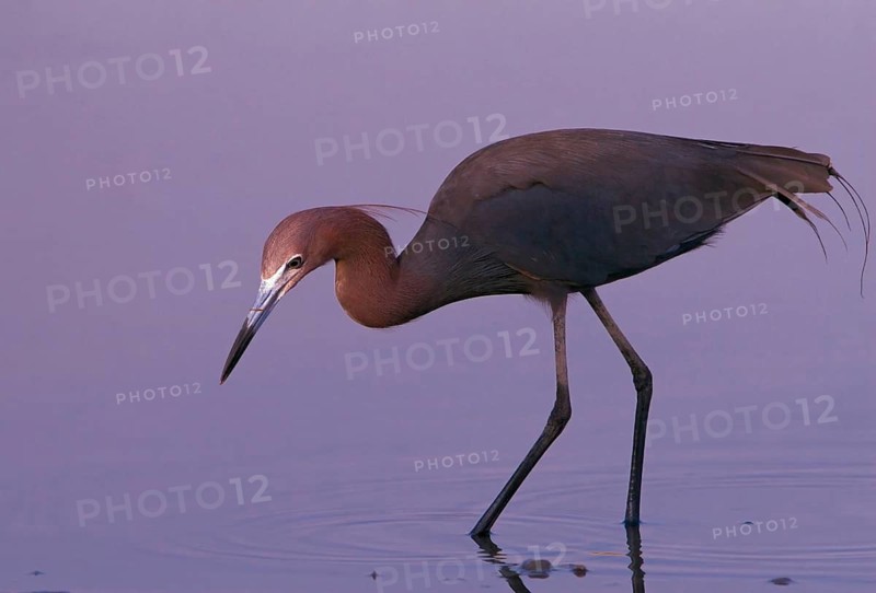 Animals, birds, herons, reddish egret (Egretta rufescens), Florida