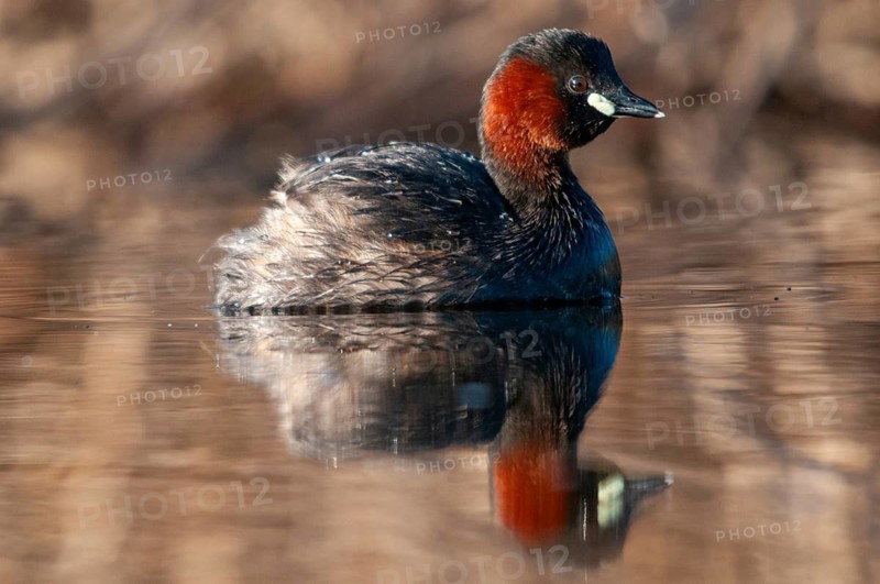 Littele Grebe, Tachybaptus Ruficollis, Little Grebe, Birds, Dabchick, Grebe, Grebe, Mirror, Podicipedidae, Mirror Image, Diver, Birds, Waterbirds