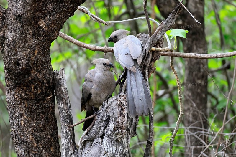 Grey Go-away-bird (Crinifer concolor), Grey Go-away-bird, subadult, half-grown, two, siblings, on a tree, social behaviour, Kruger National Park, Kruger National Park, South Africa