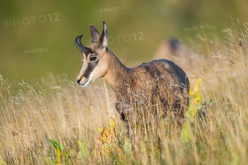 Chamois (Rupicapra rupicapra) on a meadow in the Vosges Mountains, wildlife, France