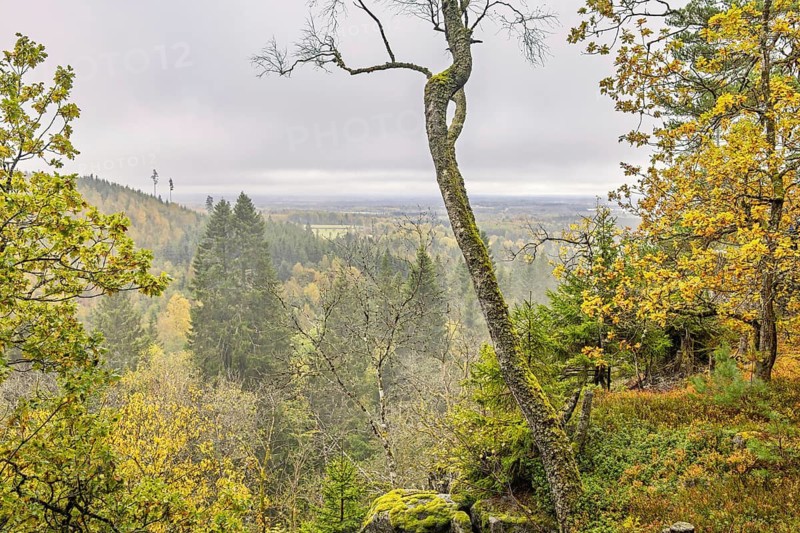 Scenic forest landscape with moss-covered rocks and curved tree with autumn foliage, and misty distant hills in a valley, Sweden