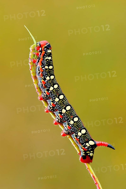 Animals, insects, butterflies, spurge hawk-moths, butterfly caterpillar, Animals, Insect, Spurge Hawkmoth (Hyles euphorbiae), Germany