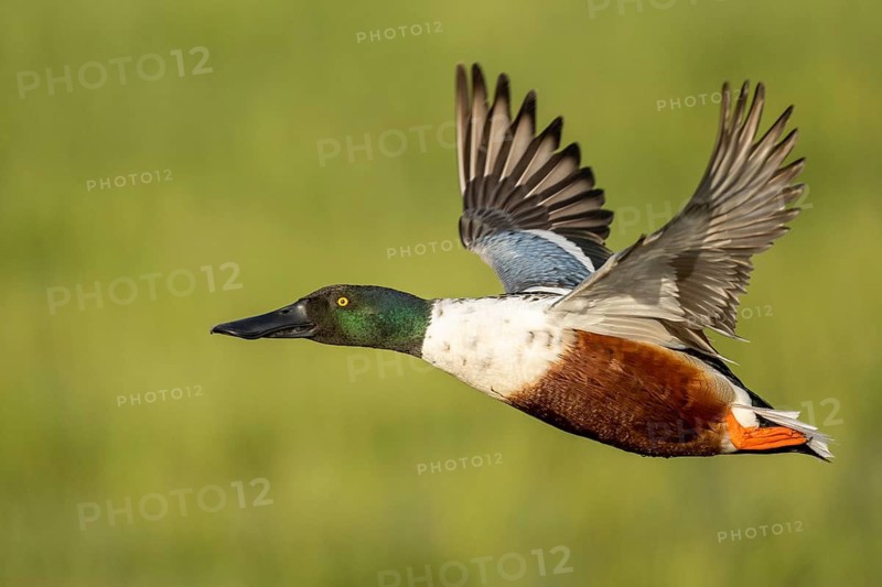 Northern Shoveler (Anas clypeata) in flight, Dümmer, Lembruch, Lower Saxony, Germany