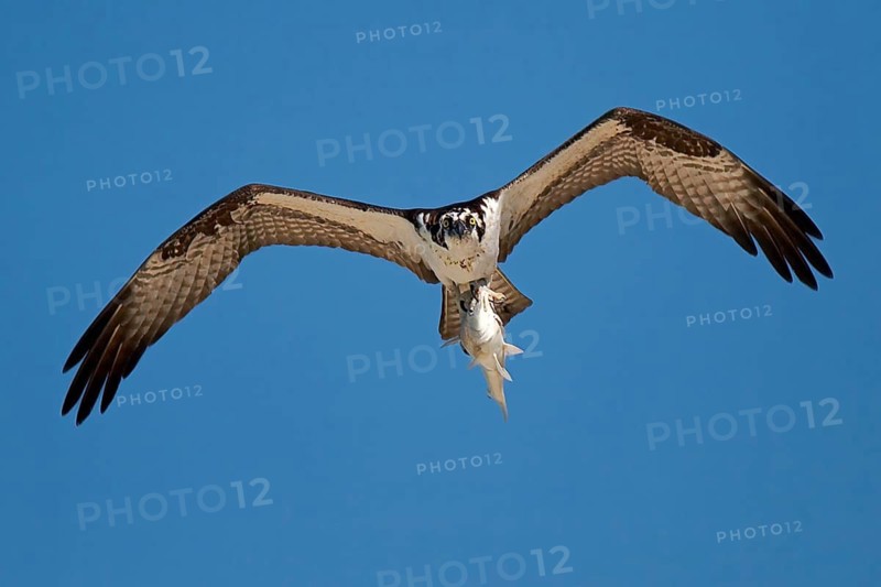 Animals, Birds, Eagles, Birds of Prey, Osprey with Prey, Pandion haliaetus, Osprey, Florida, United States