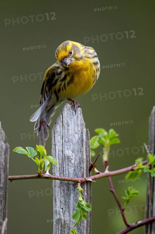 European Serin, serine, serinus serinus, birds, garden, garden fence, high size, portrait format, male, passeri, songbirds, songbirds, birds