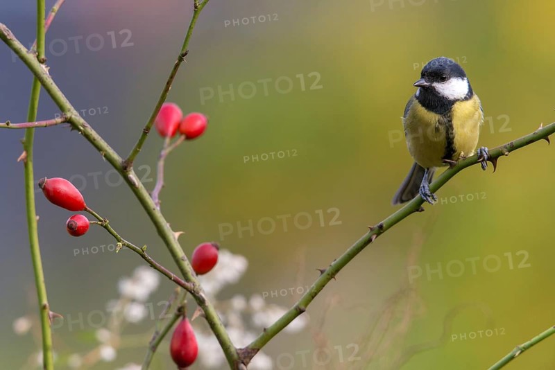 Great tit, great tit, parus major, birds, tits, passeri, songbirds, songbirds, tits, birds